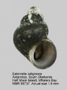 Eatoniella caliginosa